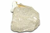 Otodus Shark Tooth Fossil in Rock - Morocco #376136-1
